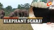 Large Elephant Herd Triggers Panic Among Villagers