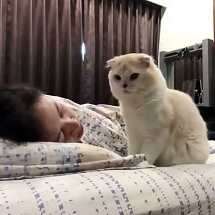 KUCING INI SANGAT PINTAR....BANGUNKAN MAJIKAN BUAT MINTA SARAPAN