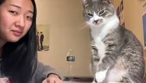 Cat smacks girl in the face