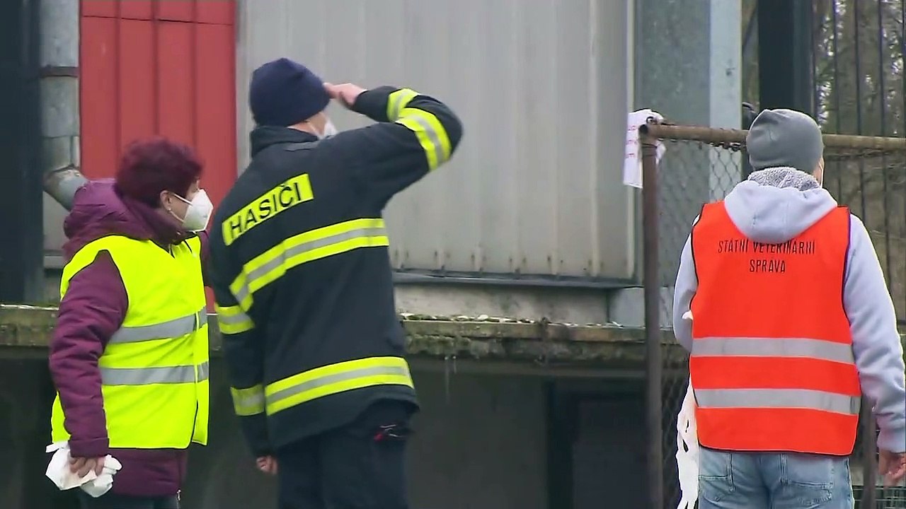 Vogelgrippe in Tschechien: Massentötung von Nutztieren