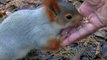 Squirrel ️ eat nuts  #squirrel #nuts