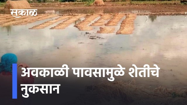 Akola: अवकाळी पावसामुळे शेतीचे नुकसान