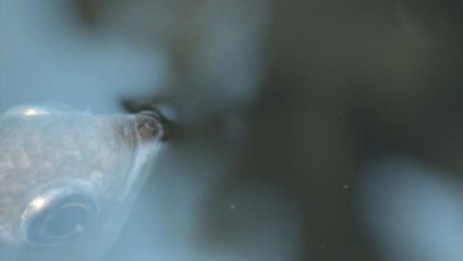 Avını tükürerek etkisiz hale getiriyor! Okçu balığının görüntüleri, izleyenleri hayran bıraktı