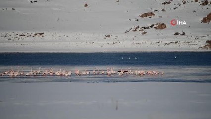 Flamingolar kış mevsiminin gelmesine rağmen Van'ı terk etmedi