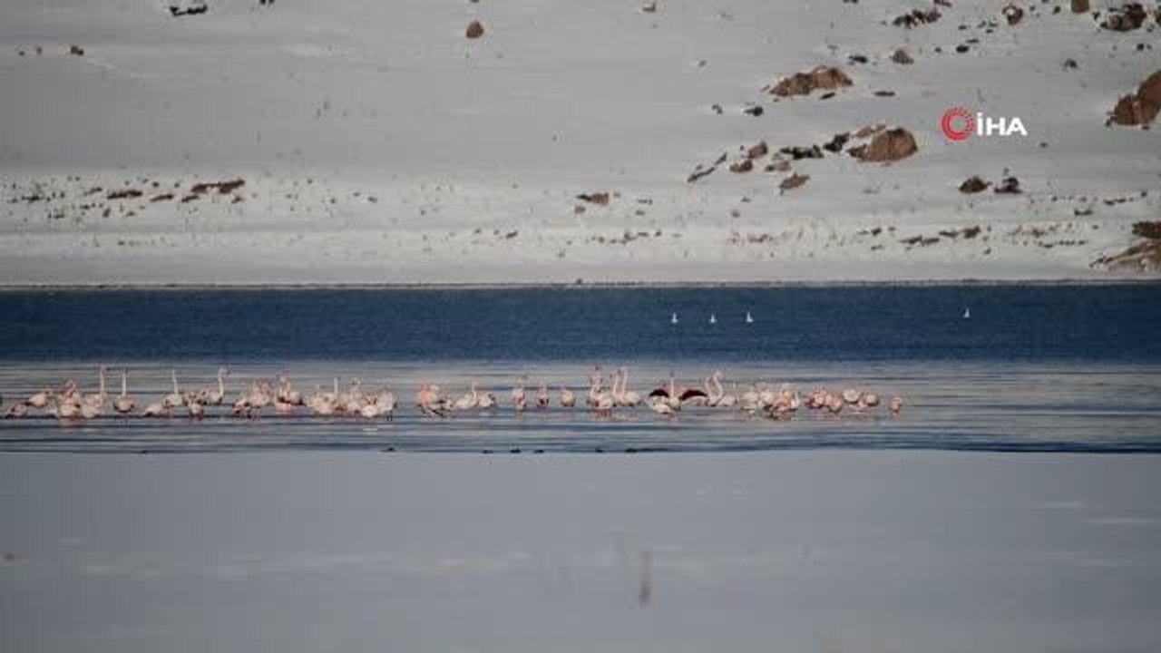 Flamingolar kış mevsiminin gelmesine rağmen Van'ı terk etmedi