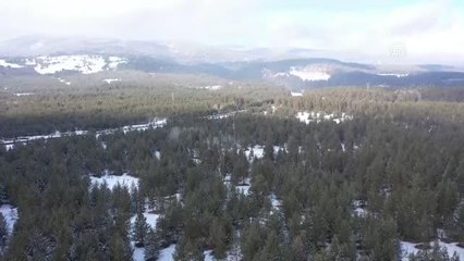 Genç kurt 6 ayda Kars ile Edirne arasındaki mesafeye yakın yol yürüdü