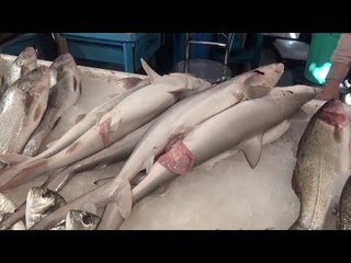 القرش المفترس.. علاج لأمراض الظهر بالسويس