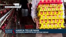 Harga Telur Naik, Peternak Ayam Petelur Untung Besar