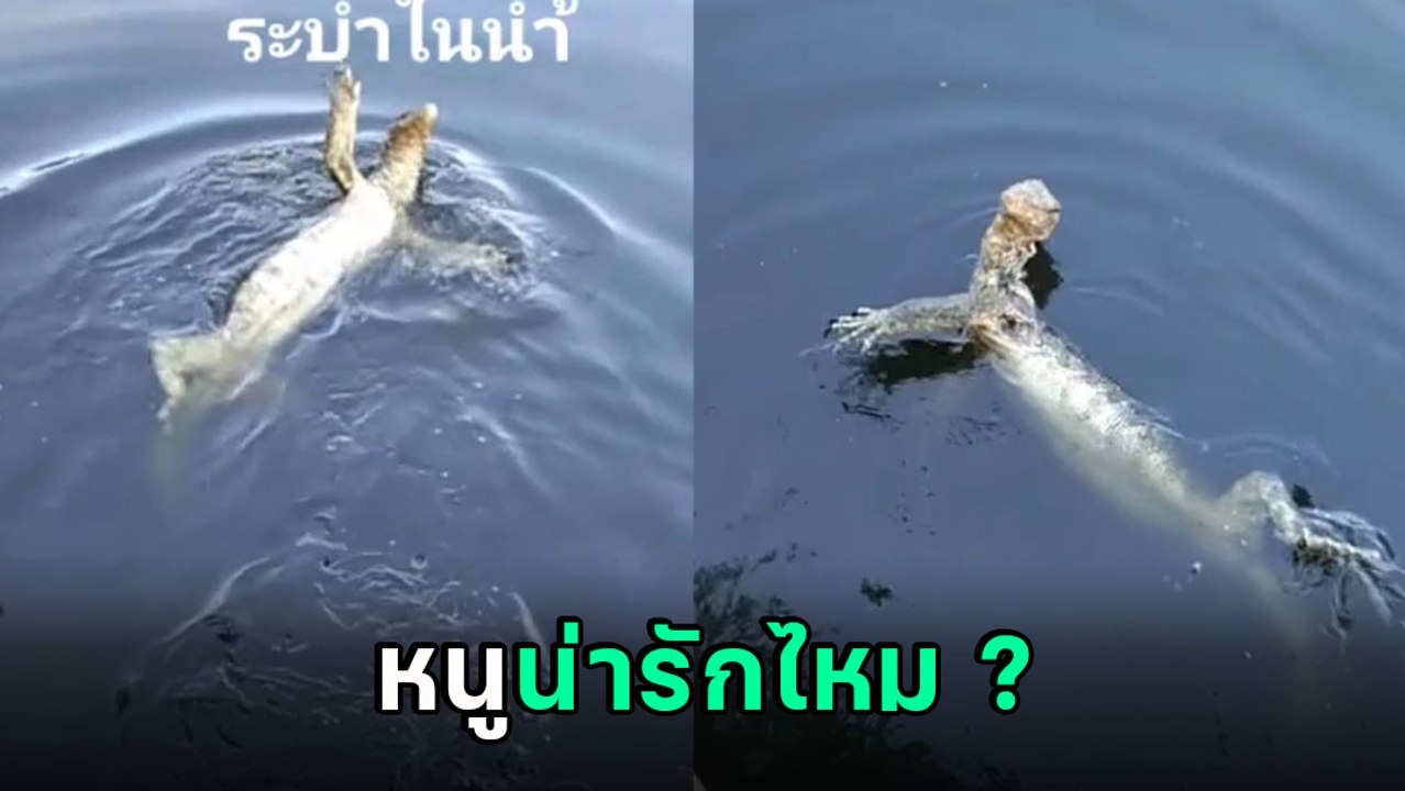 ชิลจัด ! ตั่วเฮียโชว์กรรเชียงกลางน้ำ น่ารัก อมยิ้มทั้งโซเชียล