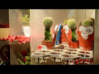 شتلات الصبار.. أحدث صيحات الاحتفال بعيد الحب في الإسكندرية