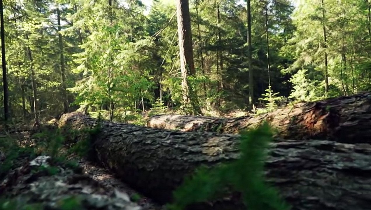 Relaxing Sleep Music • Deep Sleeping Music, Relaxing Music, Stress Relief, Meditation Music, Nature.