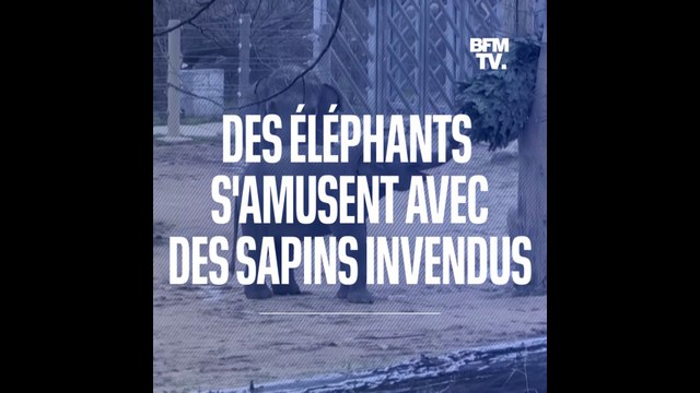 Les éléphants du zoo de Prague s'amusent avec des sapins de Noël invendus