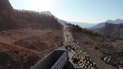 Türkiye'nin küçükbaş hayvan sayısının 2022'de 75 milyona çıkarılması hedefleniyor