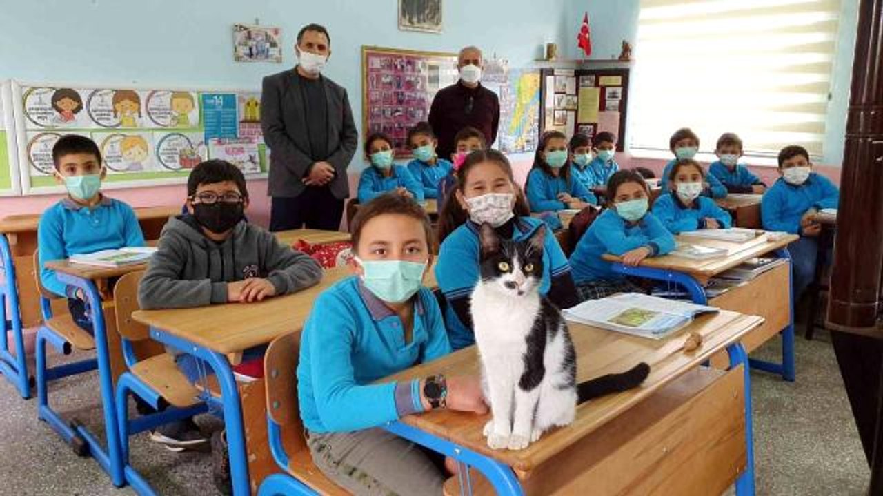 Soğukta okula sığınan kediye öğrenciler sahip çıktı...Öğrencilerle beraber derse girip teneffüse çıkıyor, sınıf yoklamasına katılıyor