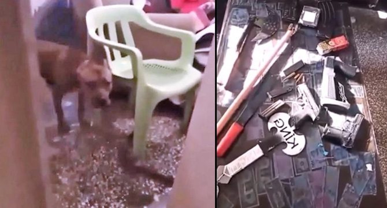Pitbull köpekleri silah gibi kullanan terör bağlantılı suç örgütü çökertildi