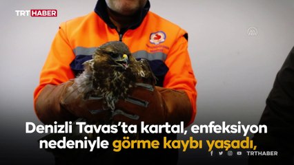 Görme kaybı yaşayan kartal tedavi edildi