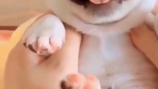 Ultimate Baby Dogs - Cute and Funny Dog Videos Compilation #Shorts