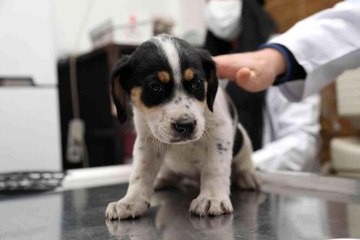 Atakum'un yeni can dostu: Günbey