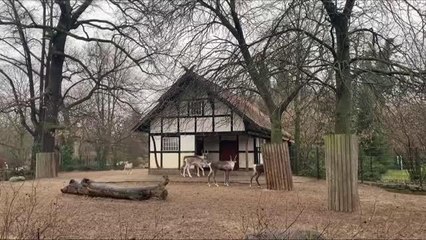 Berlin'de hayvanat bahçesi sakinlerine, Noel yemeği