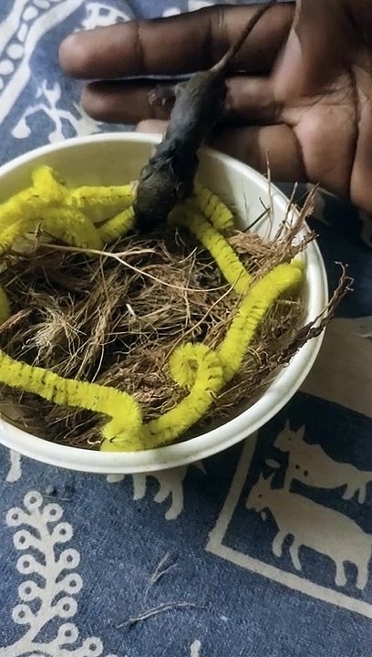House warming ceremony of our new born rat  Ratatouille | pets | pet rat | rats | rat | funny rat | funny rats | rat comedy