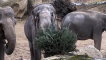 Elephants and gorillas play with unsold Christmas trees