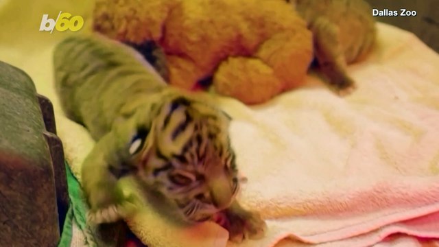 Tiger Twins! Sumatran Tiger Gives Birth to Boy & Girl at Dallas Zoo!