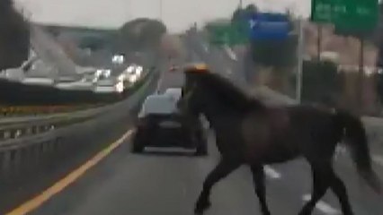 제주 평화로에 말 출몰 소동...교통 체증 빚어져 / YTN