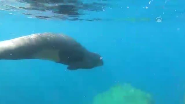 Bodrum'da amatör balıkçı, Akdeniz fokunu sualtı kamerasıyla görüntüledi