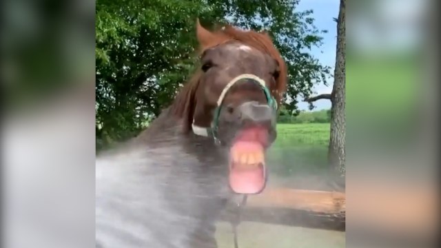 FEMME ACTUELLE - Un cheval qui a soif est un cheval qui rit