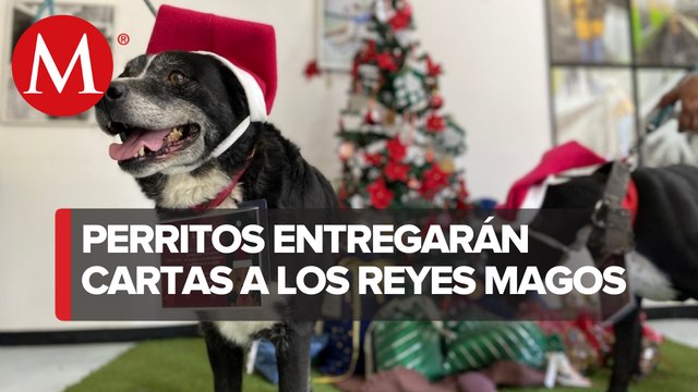 ¿Qué vas a pedir? Perritos rescatados en Metro de CdMx llevarán cartas a los Reyes Magos