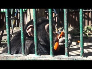 بعد إغلاقها بسبب سوء الطقس.. رئيس حديقة الحيوان: بنشربهم شاي بلبن