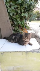 Relaxing Cat | Chill Cat Music