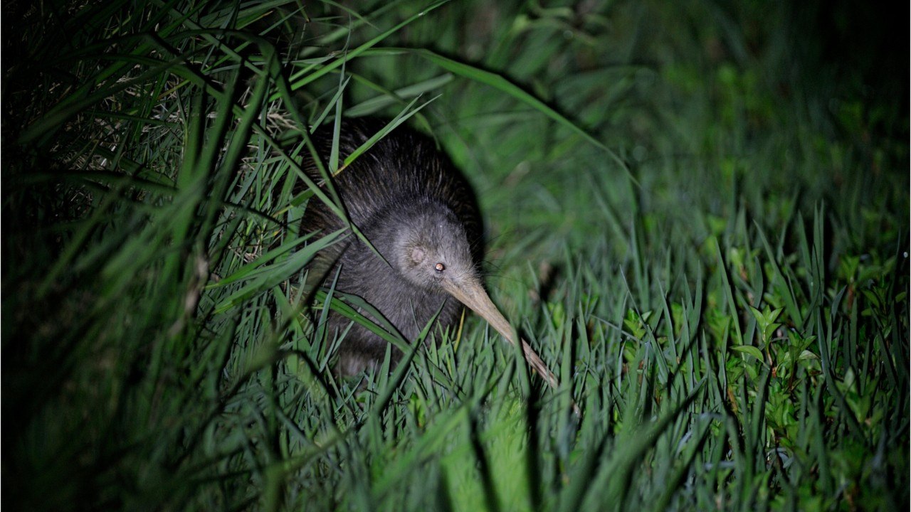 Environnement :  emblèmes de la Nouvelle-Zélande, les kiwis sont de retour au nord de l’archipel
