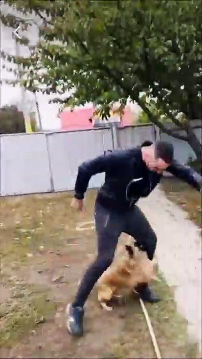 Ne jamais provoquer un petit chien...