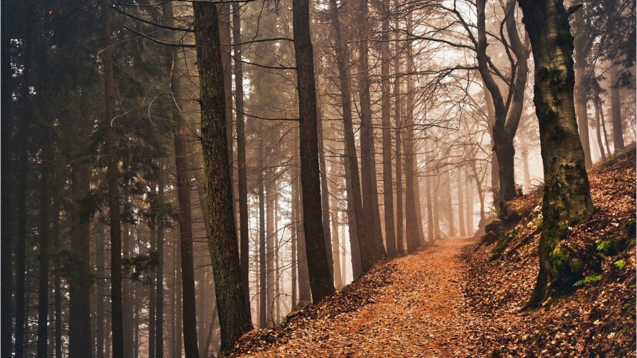FEMME ACTUELLE - Mort d’Elisa Pilarski, tuée, enceinte, par des morsures de chien : où en est l’enquête ?