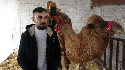 BABASININ KREDİ BORCU NEDENİYLE GÜREŞ DEVESİ HACZEDİLDİ