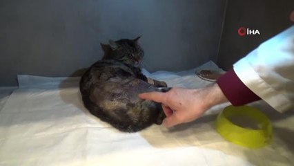 Hayvanseverler kazada yaralanan sokak kedisine umut oldu