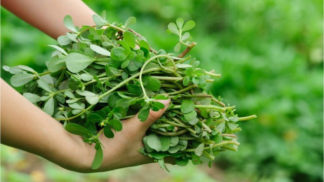 Cuisine Actuelle - Comment préparer et cuisiner le pourpier ?