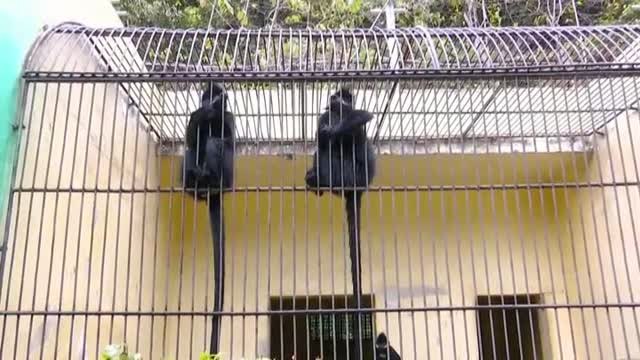 China protege del invierno al 'mono de la hoja con calefactores en sus jaulas