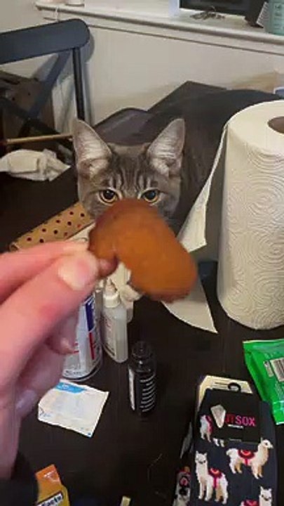 Jealous Cat Slaps Other Cat