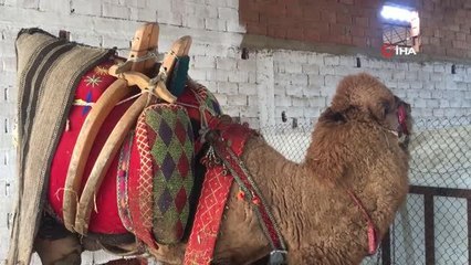 Ev, araba değil bu sefer 'pehlivan deve' haczedildi