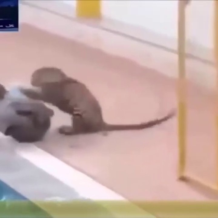 Animal attack humans