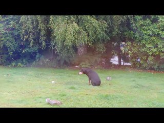 Older Doberman Sits While Squirrels Frolick Around Her