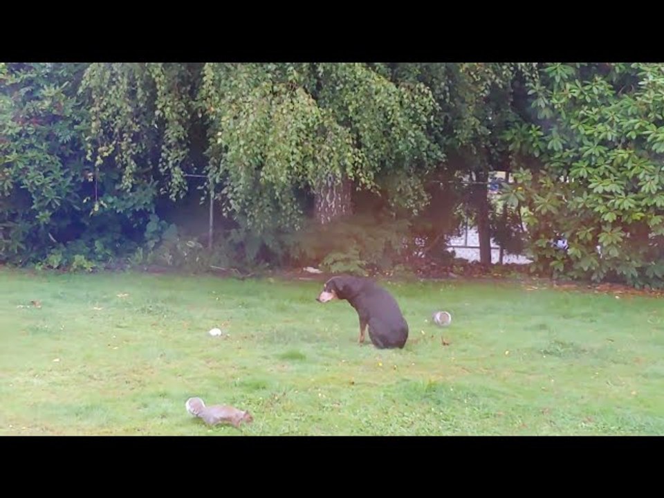 Older Doberman Sits While Squirrels Frolick Around Her