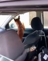 Cão farta-se de esperar pelo dono no carro e começa a comer o interior da viatura... WTF!