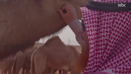 إشتداد المنافسة بين #ابن_دغيثر و #الدبوس في مهرجان الملك عبدالعزيز للإبل