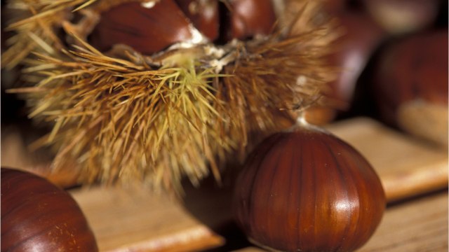 CUISINE ACTUELLE - Quelles différences entre marrons et châtaignes et lesquels peut-on vraiment utiliser en cuisine ?