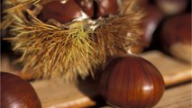 CUISINE ACTUELLE - Quelles différences entre marrons et châtaignes et lesquels peut-on vraiment utiliser en cuisine ?