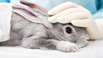 FEMME ACTUELLE - Animaux de laboratoire : comment les aider ?