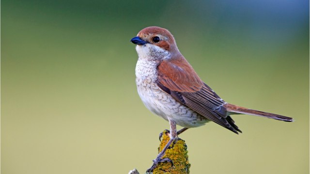 FEMME ACTUELLE - Une espèce d’oiseaux est menacée de disparaître en France, pour la première fois au 21ème siècle